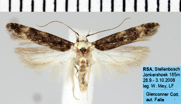 /filer/webapps/moths/media/images/A/albisignata_Pseudotelphusa_AM_ZMHB.jpg