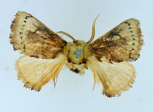 /filer/webapps/moths/media/images/A/albisignata_Pseudothosea_AM_TMSA.jpg