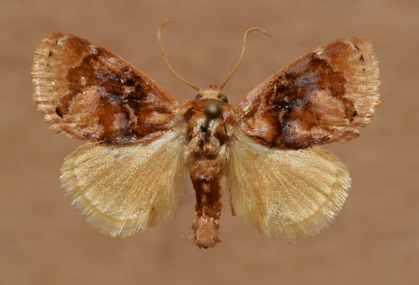 /filer/webapps/moths/media/images/A/albisignata_Pseudothosea_A_Butler.jpg