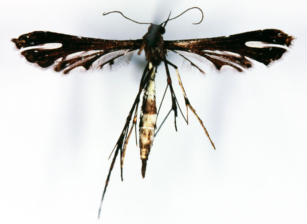 /filer/webapps/moths/media/images/A/albisignatula_Platyptilia_ST_ZMHBb.jpg