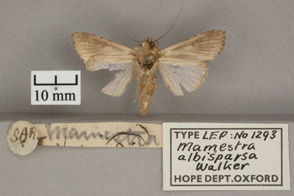 /filer/webapps/moths/media/images/A/albisparsa_Mamestra_HT_OUMNHb.jpg