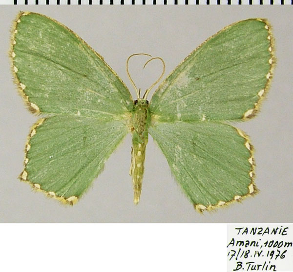 /filer/webapps/moths/media/images/A/albisticta_Prasinocyma_AF_ZSM.jpg