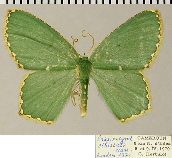 /filer/webapps/moths/media/images/A/albisticta_Prasinocyma_AF_ZSMa.jpg