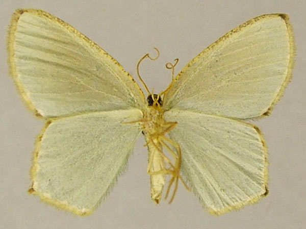 /filer/webapps/moths/media/images/A/albisticta_Prasinocyma_AF_ZSMb.jpg