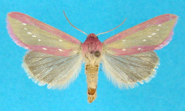 /filer/webapps/moths/media/images/A/albisticta_Timora_AM_Legrain.jpg
