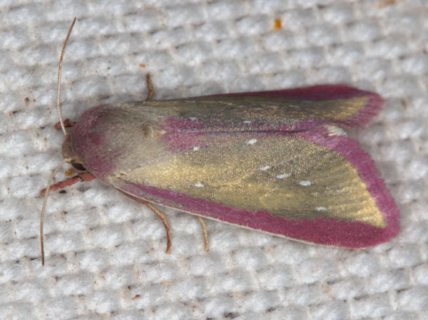 /filer/webapps/moths/media/images/A/albisticta_Timora_A_Heynsa.jpg