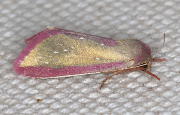 /filer/webapps/moths/media/images/A/albisticta_Timora_A_Heynsb.jpg