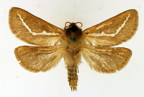 /filer/webapps/moths/media/images/A/albistriata_Eudalaca_AM_TMSA_02.jpg