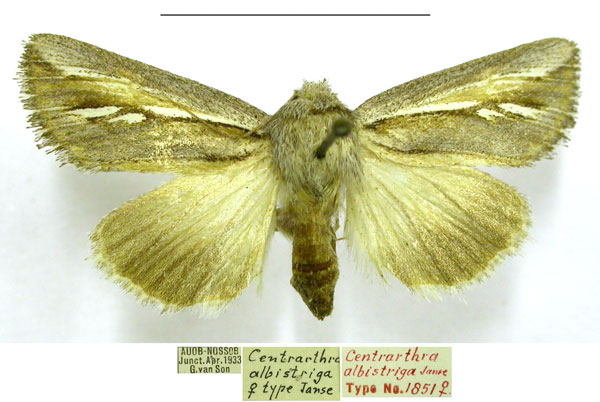 /filer/webapps/moths/media/images/A/albistriga_Centrartha_PTF_TMSA.jpg