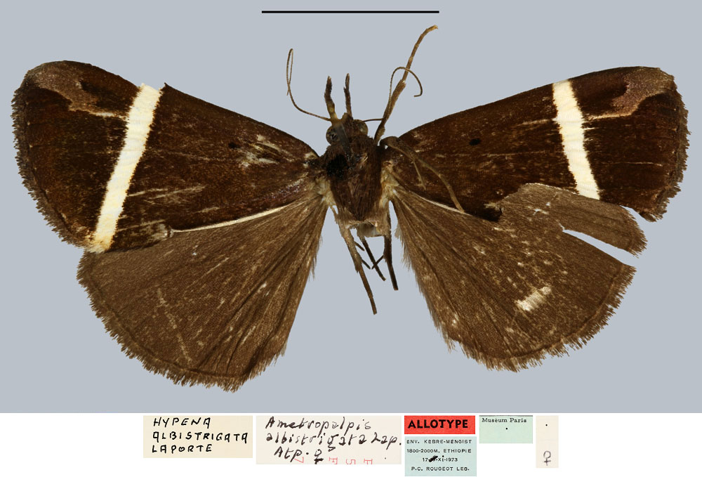 /filer/webapps/moths/media/images/A/albistrigata_Ametropalpis_AT_MNHN.jpg