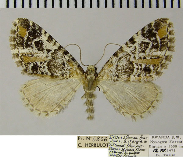 /filer/webapps/moths/media/images/A/albistrigata_Eupithecia_AF_ZSM.jpg