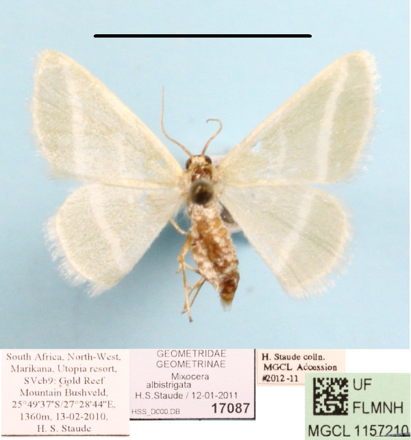 /filer/webapps/moths/media/images/A/albistrigata_Mixocera_A_MGCLa_01.jpg