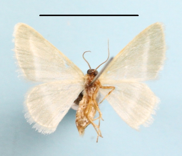 /filer/webapps/moths/media/images/A/albistrigata_Mixocera_A_MGCLb_01.jpg