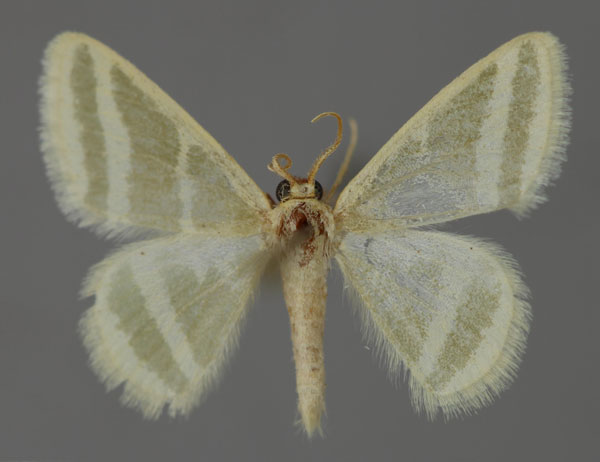 /filer/webapps/moths/media/images/A/albistrigata_Mixocera_A_ZSM_01.jpg