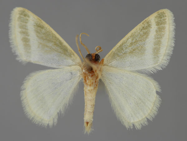 /filer/webapps/moths/media/images/A/albistrigata_Mixocera_A_ZSM_02.jpg