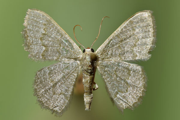 /filer/webapps/moths/media/images/A/albistrigulata_Chlorissa_A_Butler.jpg