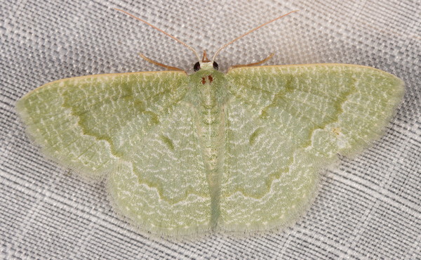 /filer/webapps/moths/media/images/A/albistrigulata_Chlorissa_A_Heyns_01.jpg