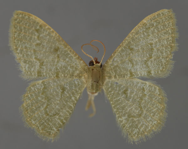 /filer/webapps/moths/media/images/A/albistrigulata_Chlorissa_A_ZSM_01.jpg