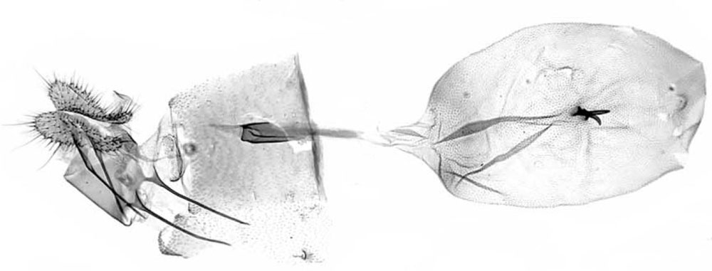 /filer/webapps/moths/media/images/A/albistrigulata_Thylacogaster_GFHT_MRSN.jpg