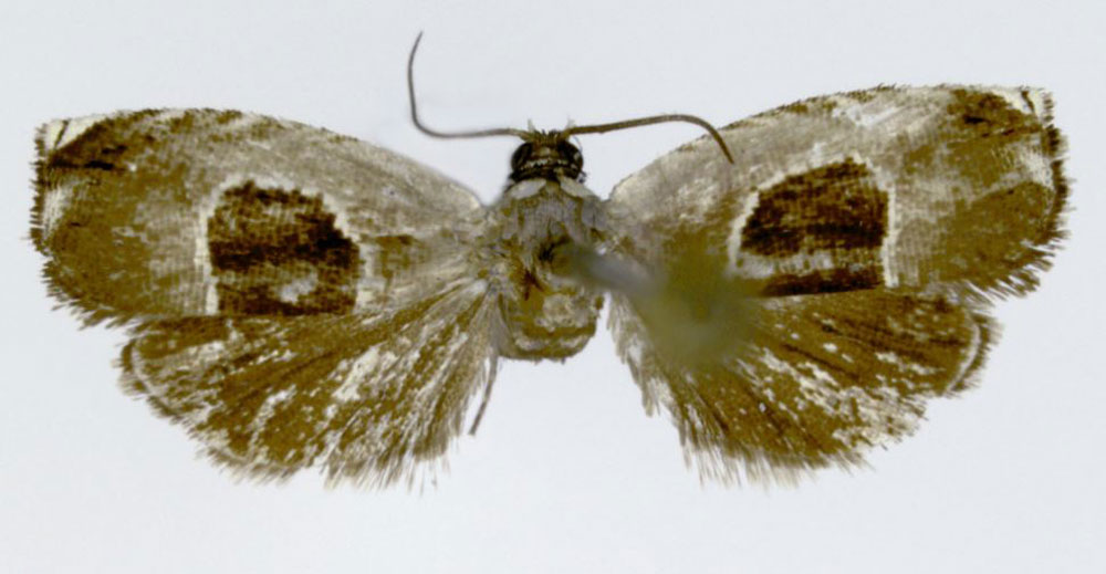 /filer/webapps/moths/media/images/A/albitacta_Cydia_HT_ZMJU.jpg