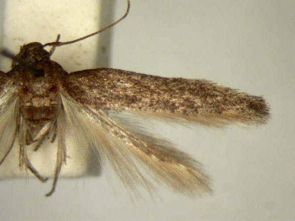 /filer/webapps/moths/media/images/A/albitergis_Ascalenia_A_TMSA_01.jpg