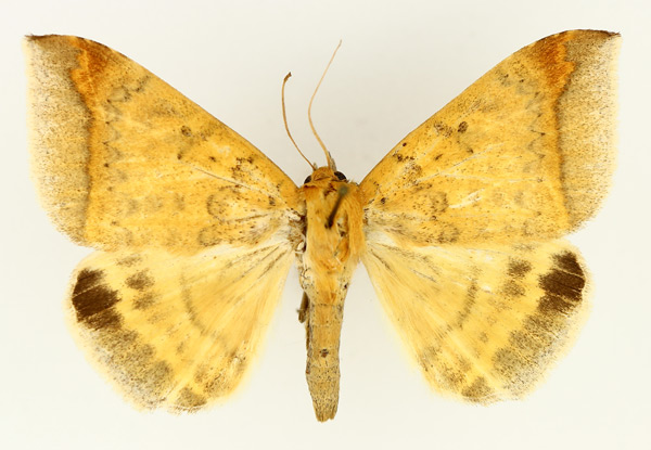 /filer/webapps/moths/media/images/A/albitermia_Achaea_AF_TMSA.jpg