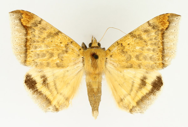/filer/webapps/moths/media/images/A/albitermia_Achaea_AM_TMSA_01.jpg