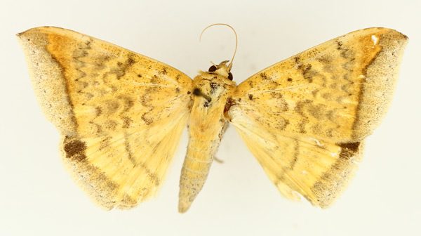 /filer/webapps/moths/media/images/A/albitermia_Achaea_AM_TMSA_02.jpg