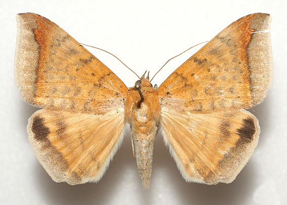 /filer/webapps/moths/media/images/A/albitermia_Achaea_A_Legrain.jpg