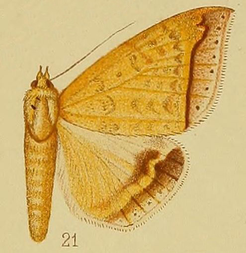 /filer/webapps/moths/media/images/A/albitermia_Ophisma_HT_Hampson_1910_37_21.jpg