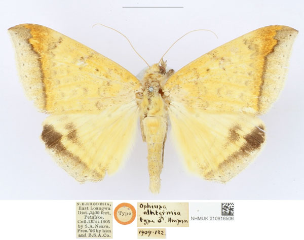 /filer/webapps/moths/media/images/A/albitermia_Ophiusa_HT_BMNH_vqSvxC6.jpg