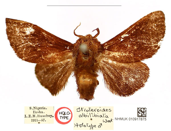 /filer/webapps/moths/media/images/A/albitibiata_Stroteroides_HT_BMNH_AiieSfM.jpg