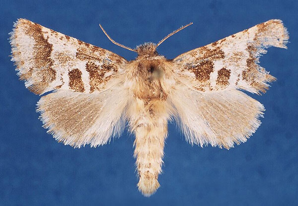 /filer/webapps/moths/media/images/A/albitorquata_Arbelodes_AF_TMSA_23Bgk5e.jpg