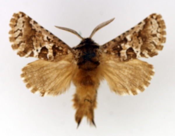 /filer/webapps/moths/media/images/A/albitorquata_Arbelodes_AM_TMSA_02.jpg