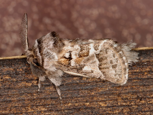 /filer/webapps/moths/media/images/A/albitorquata_Arbelodes_M_Heyns_01.jpg
