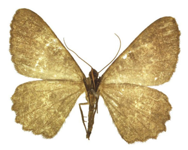 /filer/webapps/moths/media/images/A/albitrigonis_Afroracotis_AF_ANHRT.jpg
