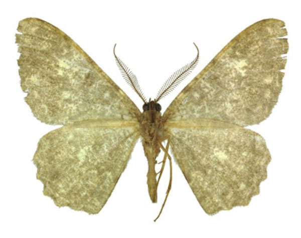/filer/webapps/moths/media/images/A/albitrigonis_Afroracotis_AM_ANHRT.jpg
