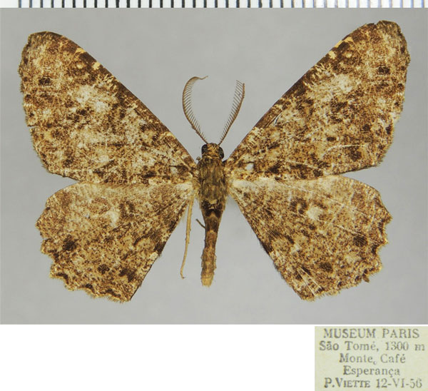 /filer/webapps/moths/media/images/A/albitrigonis_Cleora_AM_ZSMa.jpg