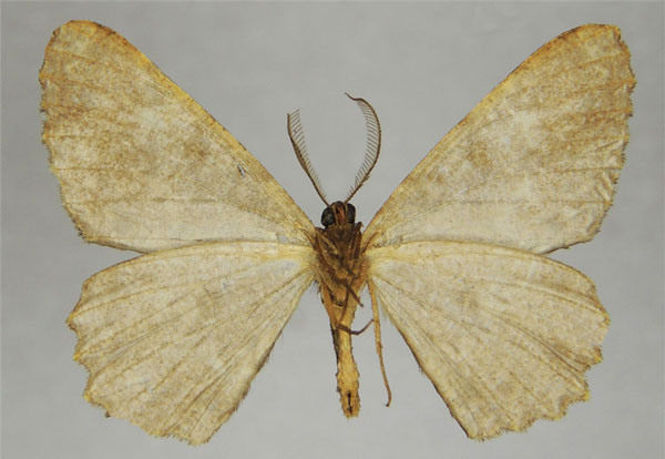 /filer/webapps/moths/media/images/A/albitrigonis_Cleora_AM_ZSMb.jpg