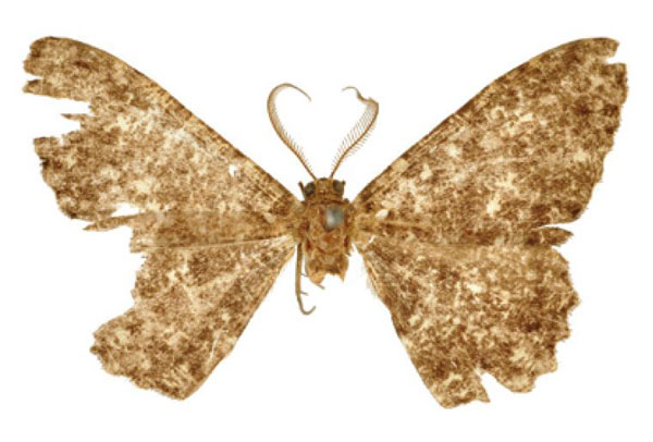 /filer/webapps/moths/media/images/A/albitrigonis_Cleora_STM_BMNH.jpg