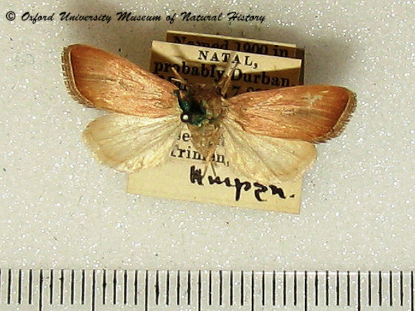 /filer/webapps/moths/media/images/A/albivena_Acrapex_A_OUMNH.jpg