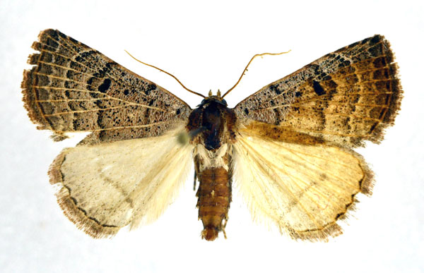 /filer/webapps/moths/media/images/A/albivena_Eublemma_AM_NHMO.jpg