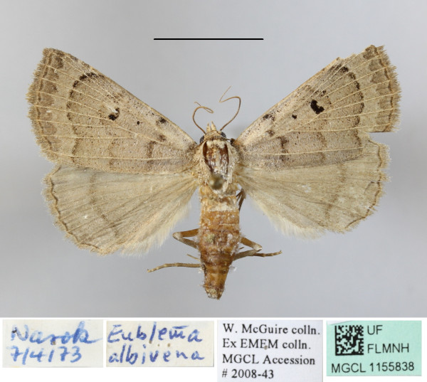 /filer/webapps/moths/media/images/A/albivena_Eublemma_A_MGCLa_01.JPG