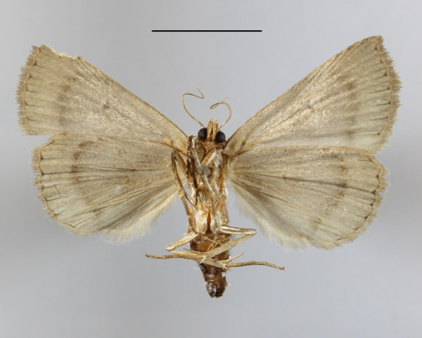 /filer/webapps/moths/media/images/A/albivena_Eublemma_A_MGCLb_01.JPG