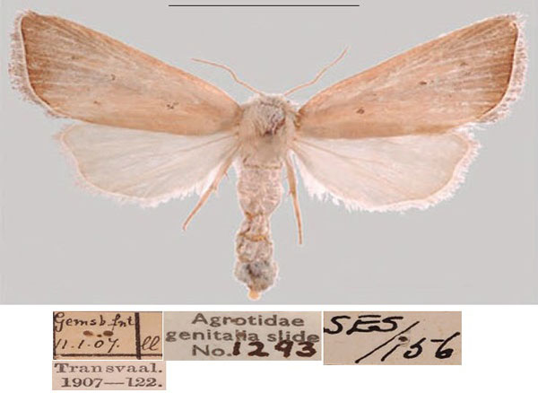 /filer/webapps/moths/media/images/A/albivena_Sesamia_AF_NHMUKa.jpg