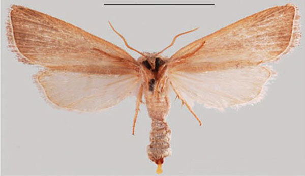 /filer/webapps/moths/media/images/A/albivena_Sesamia_AF_NHMUKb.jpg