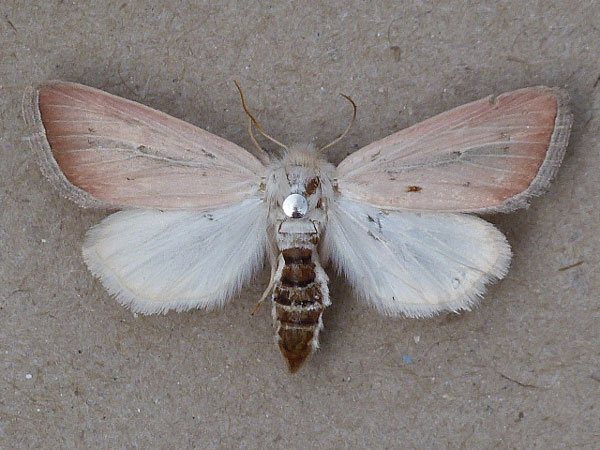 /filer/webapps/moths/media/images/A/albivena_Sesamia_A_Butler.jpg