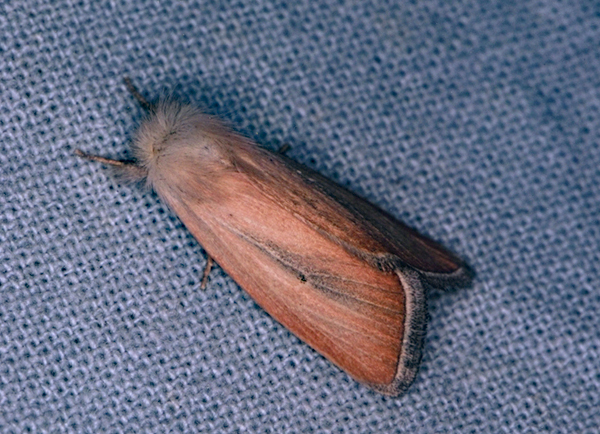 /filer/webapps/moths/media/images/A/albivena_Sesamia_A_Roland_01.jpg