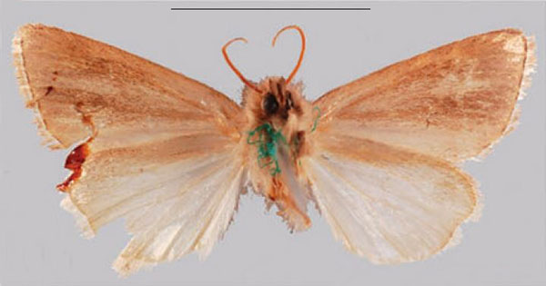 /filer/webapps/moths/media/images/A/albivena_Sesamia_HT_NHMUKb.jpg