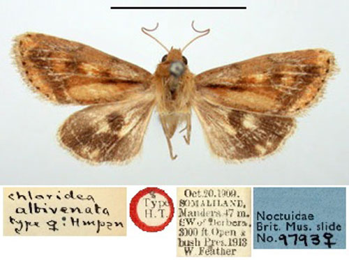/filer/webapps/moths/media/images/A/albivenata_Chloridea_HT_BMNH.jpg
